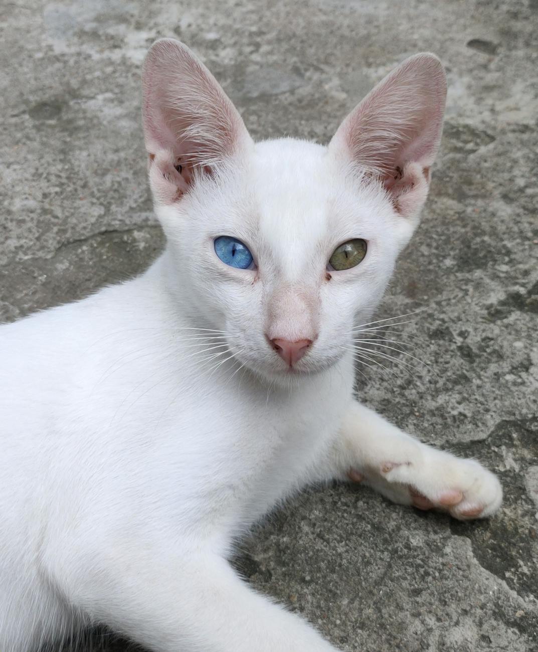 a white cat on a concrete floor