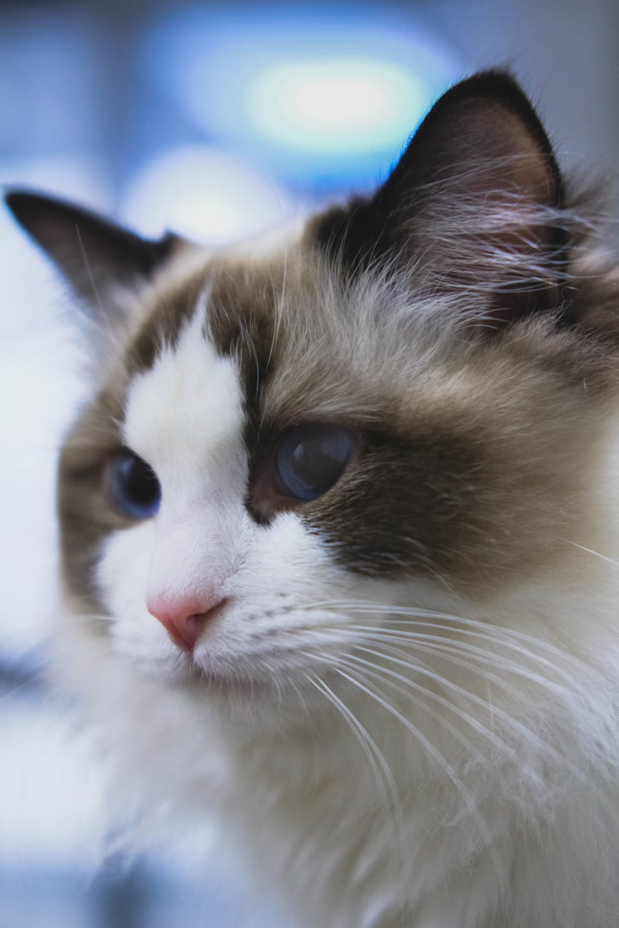 Ragdoll Cat Kitten