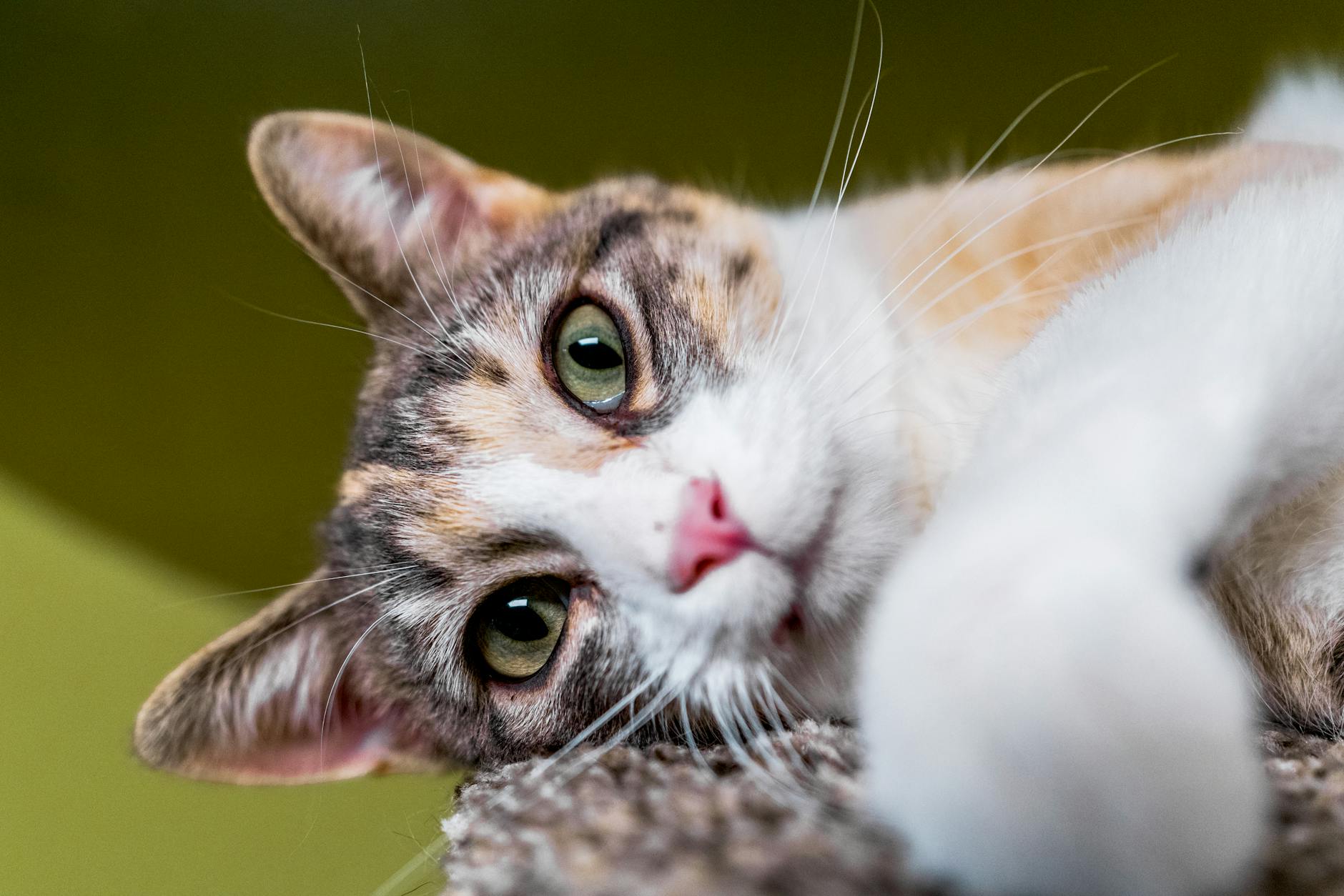 Calico Cat Price in Alabama: Buyer Guide (2026) - Male Calico Cat Calico Cat Price in Alabama