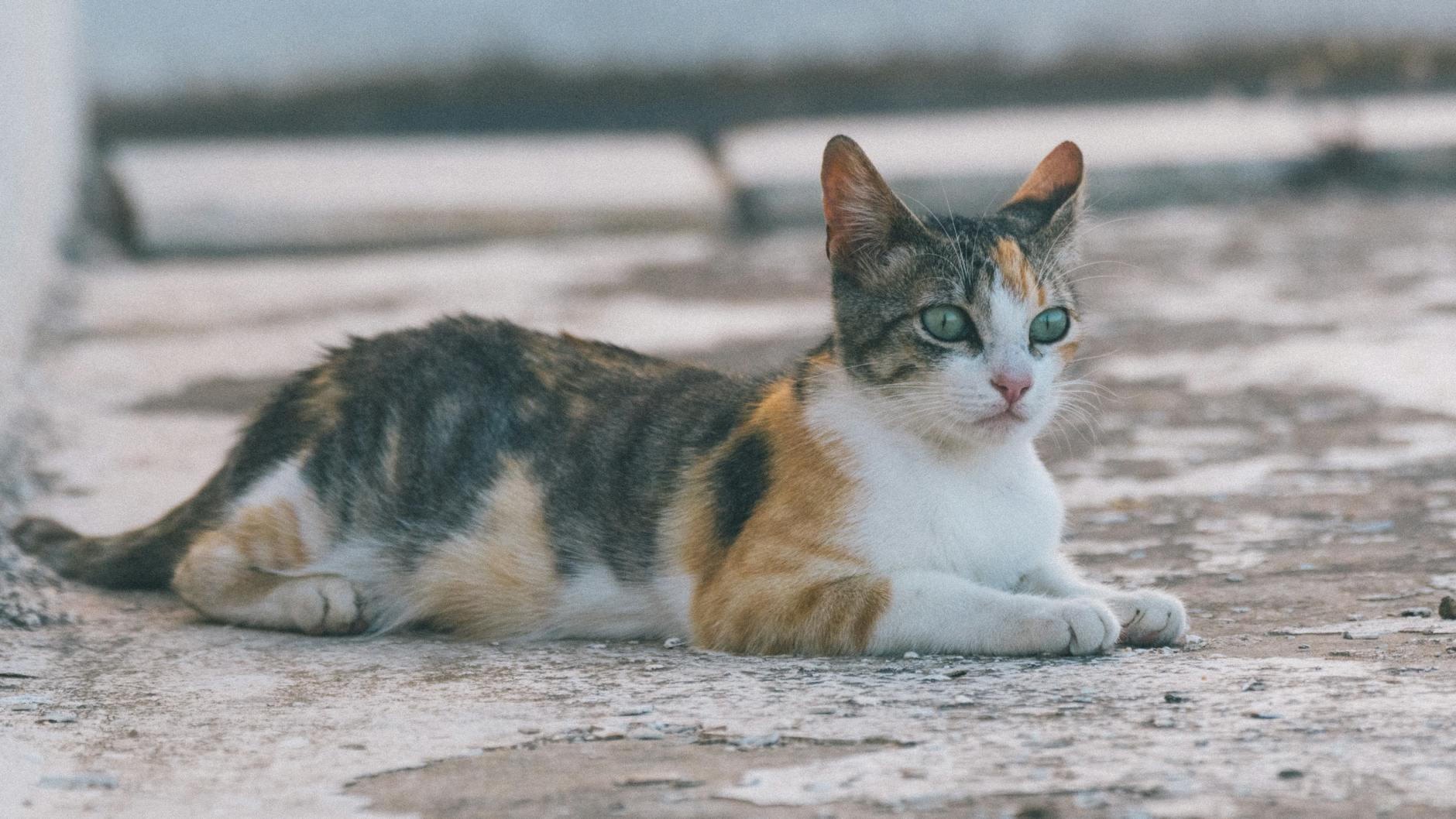 2 Reasons How Male Calico Cats Are Born: Explained - Male Calico Cat How Male Calico Cats Are Born