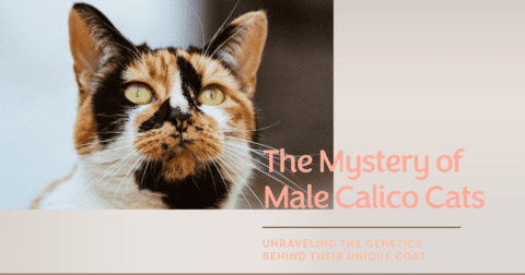 A Male Calico Cat