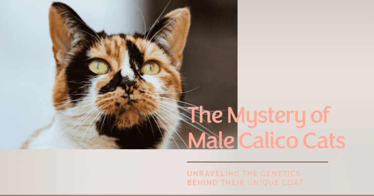 What Is A Male Calico Cat? 3 Remarkable Myth