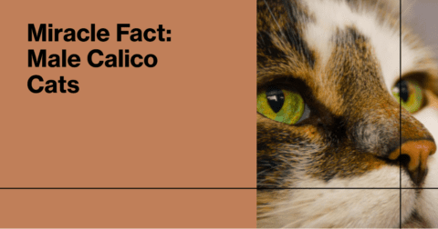 Male Calico Cats Rare