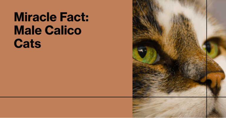 Best 5 FAQ Why Are Male Calico Cats Rare