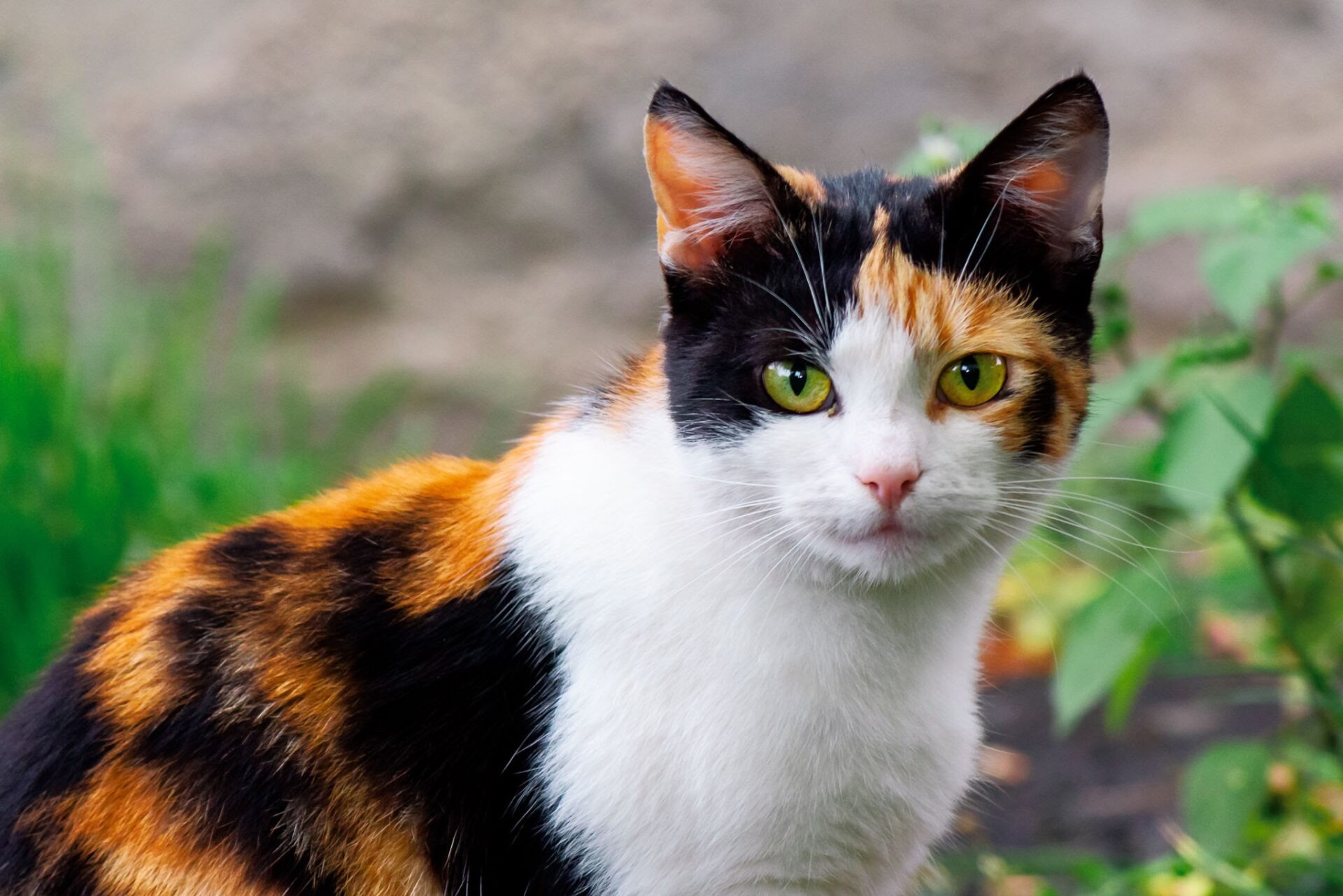 Kitten Training Tips for Beginners: You Need to Know Everything Kitten Training Tips