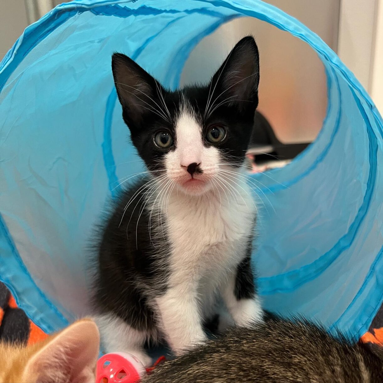 FirstTime Cat Owner Tips And Advice A Beginner's Guide