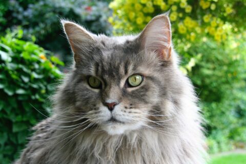 Maine Coons Cats