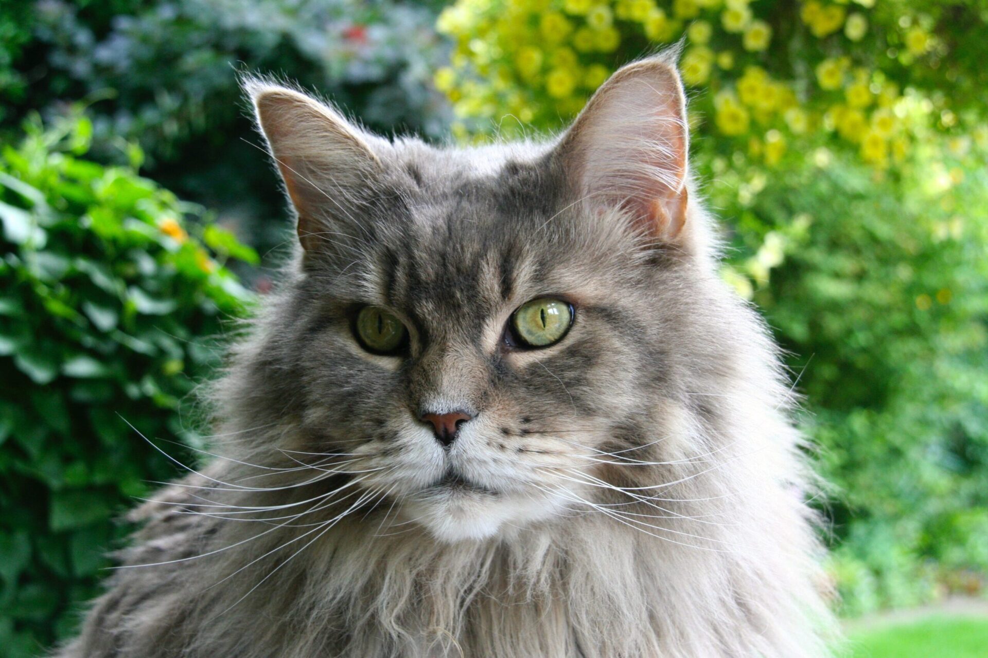How Expensive Are Maine Coons Cats?