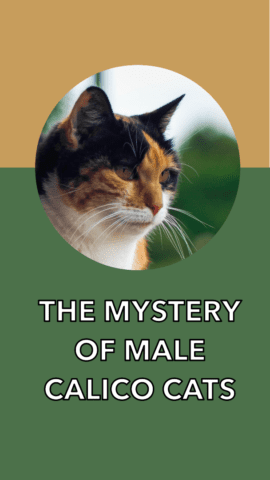 What Is A Male Calico Cat