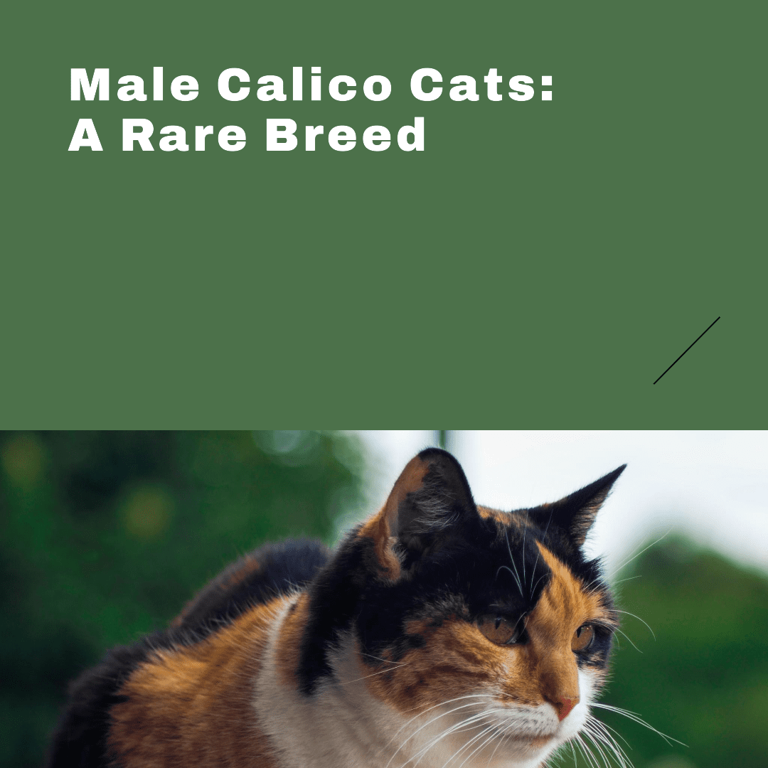 Male Calico Cats Survive