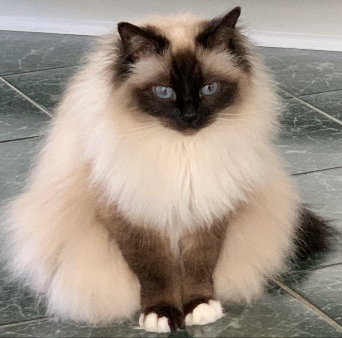 Meow the Cat Pet Meow the cat pet