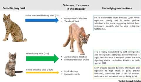 Feline immunodeficiency virus