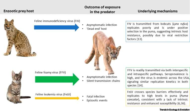 Humans have species resistance to feline immunodeficiency virus for which of the following reasons?