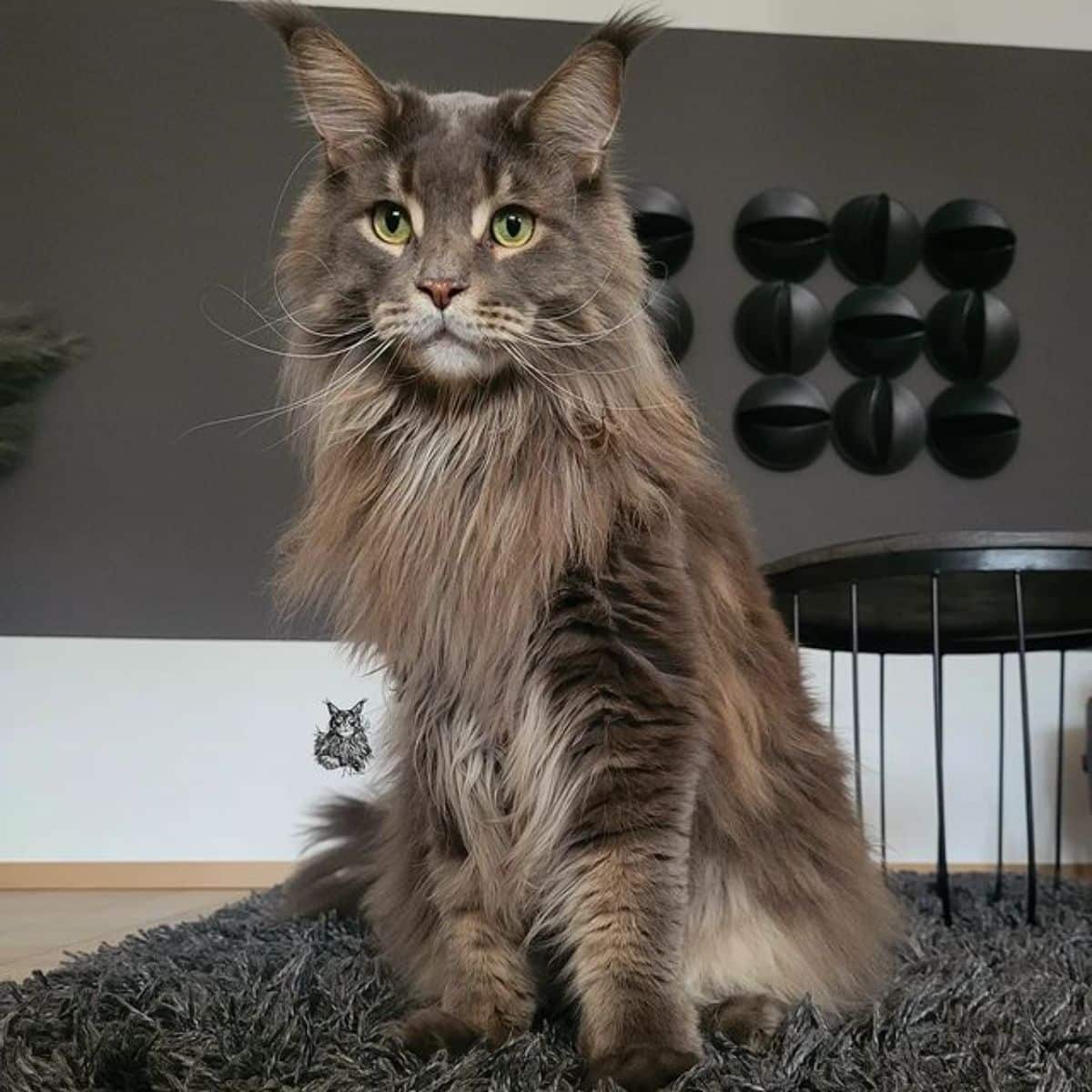 Brown Maine Coon Everything You Need To Know