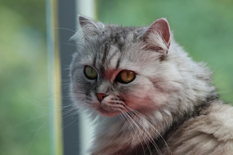 The Beautiful Calico Persian Cat: Traits, Care, and Origins
