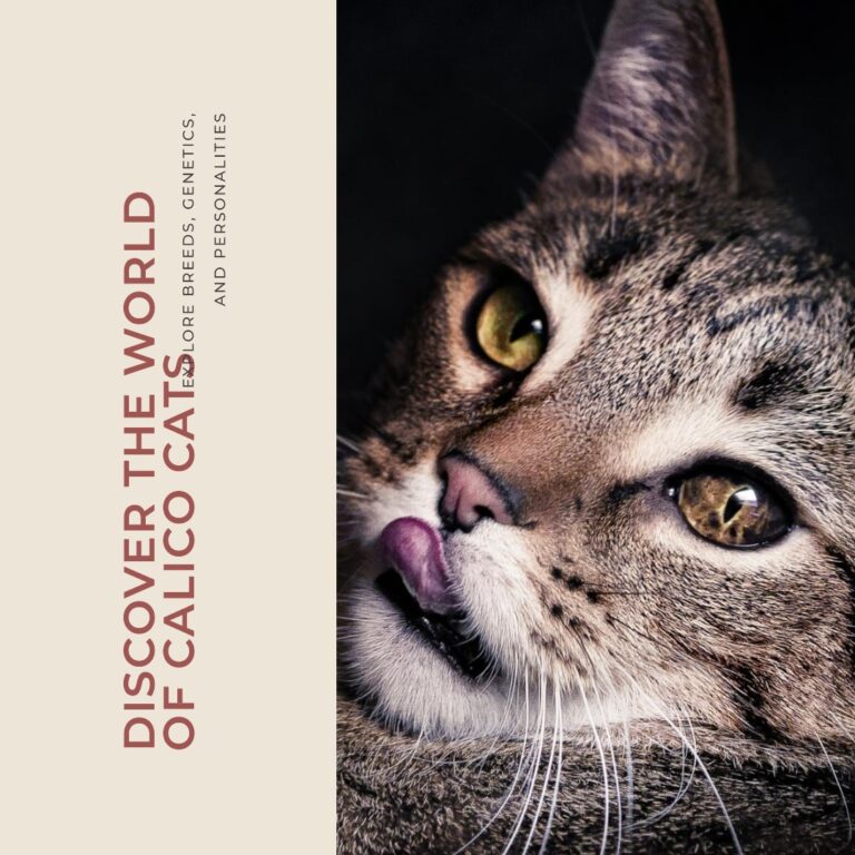 Male Calico Cat Breeds: Care, Grooming & Adoption Male Calico Cat Breeds: Care, Grooming & Adoption