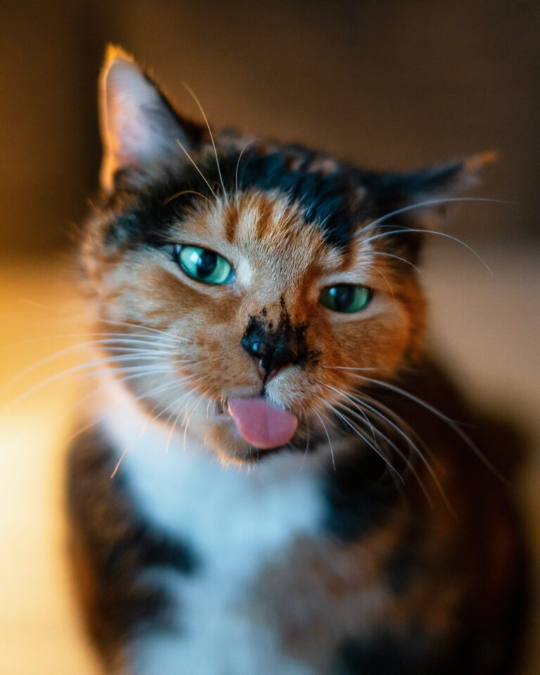 Funny Cat Photos: Amazing Cat Collection Funny Cat Photos: Amazing Cat Collection