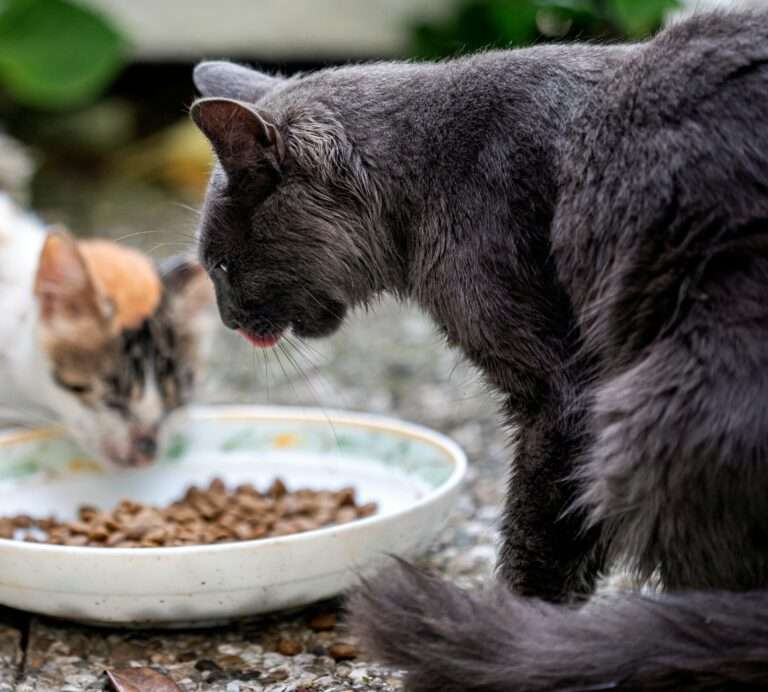 Top 10 Best Dry Cat Food for Senior Cats
