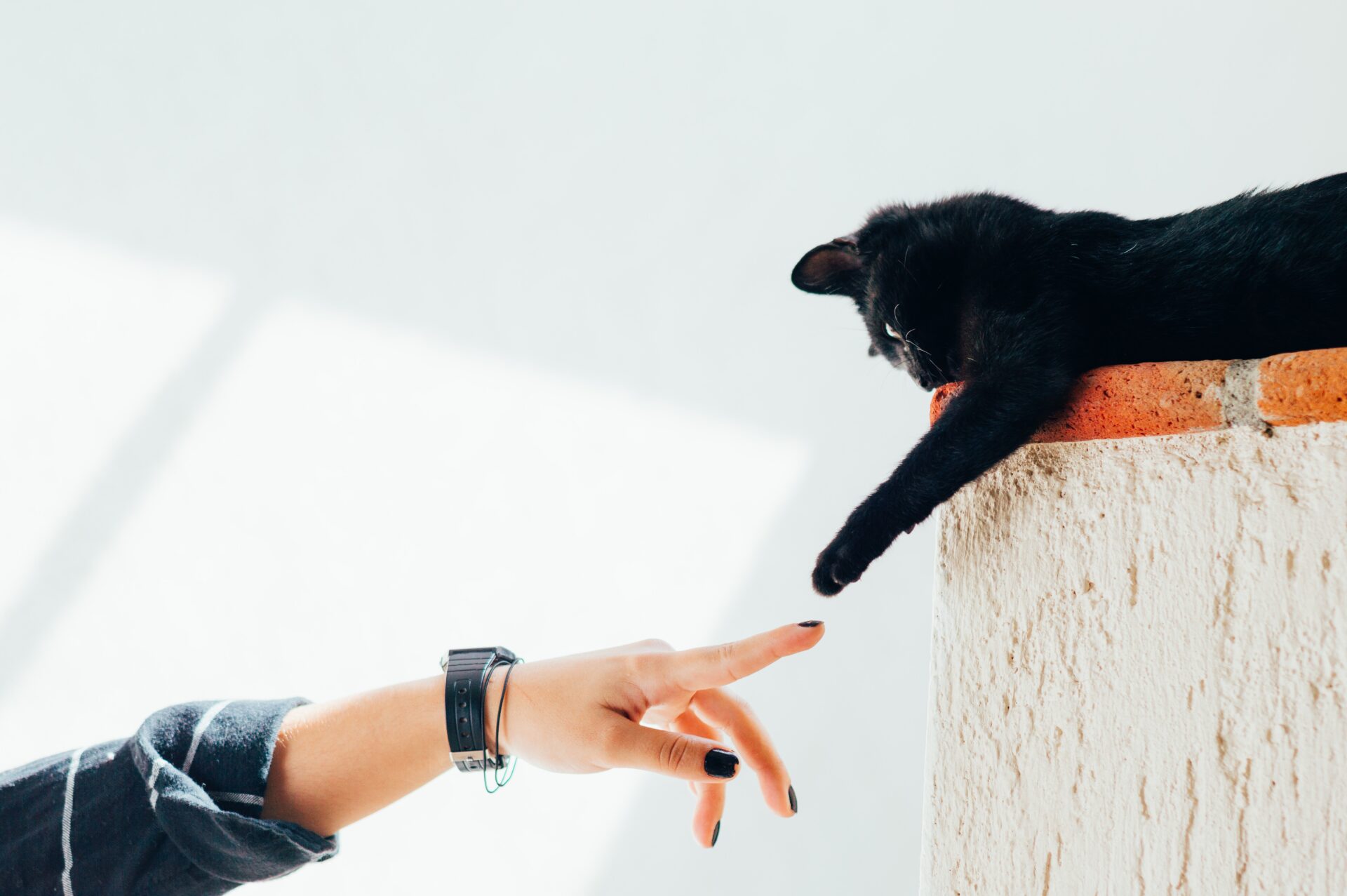 Are Black Bengal Cats Rare? Are black Bengal cats rare?