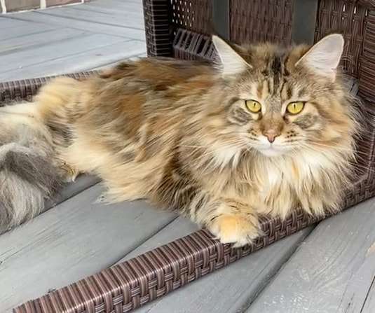 Maine Coon Mixed with Tabby Cat
