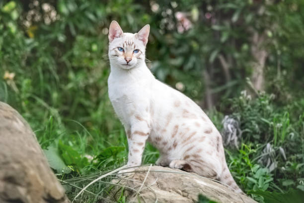 White Bengal Cat: Colors, Breeds & Characteristics