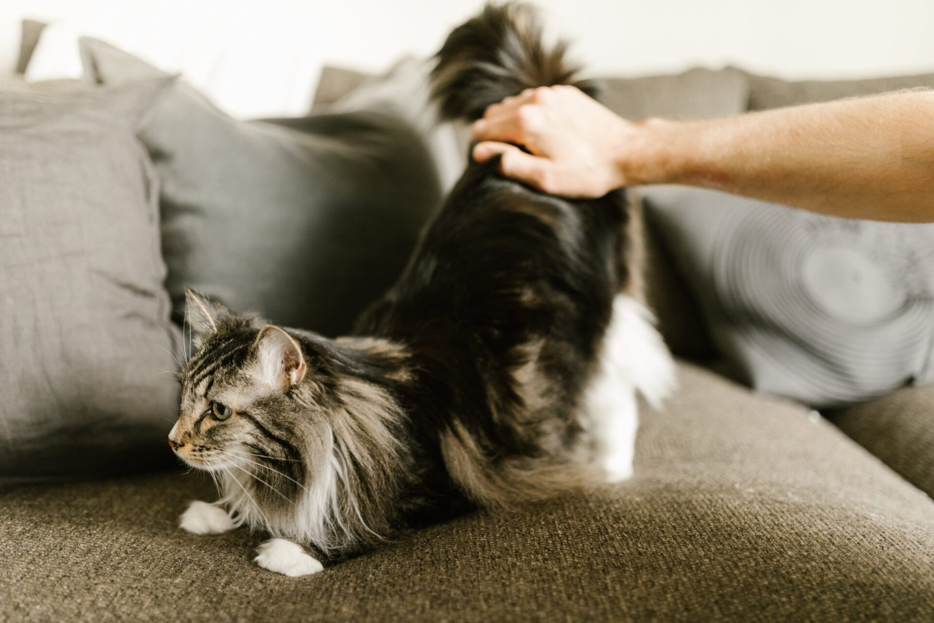 Maine Coon Kitten Characteristics, Cost & Foods