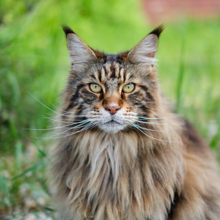 How Much are Maine Coon Cats