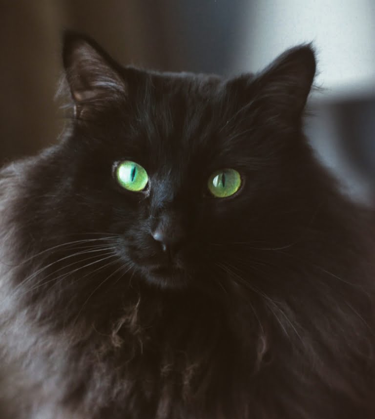 Black Siberian Cat: All About Breed, Colors and Information