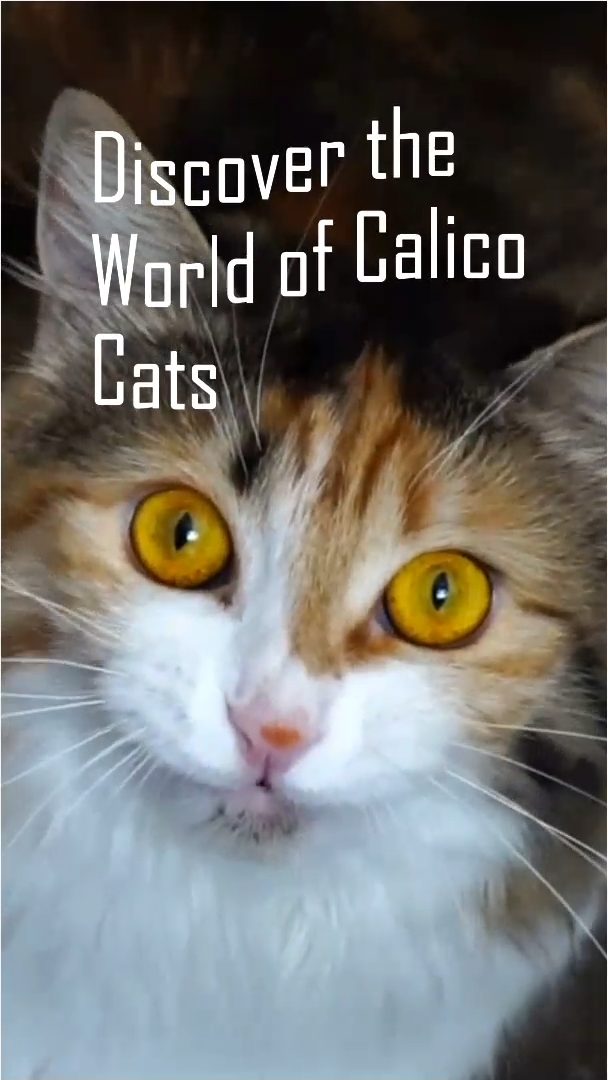 Are All Calico Cats Females