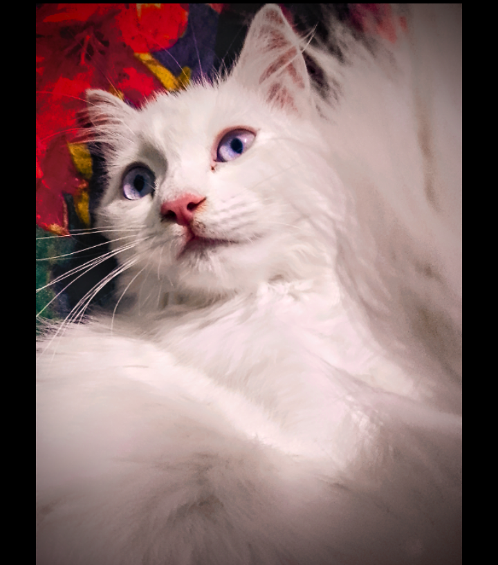 Persian Cat Calico Funny videos