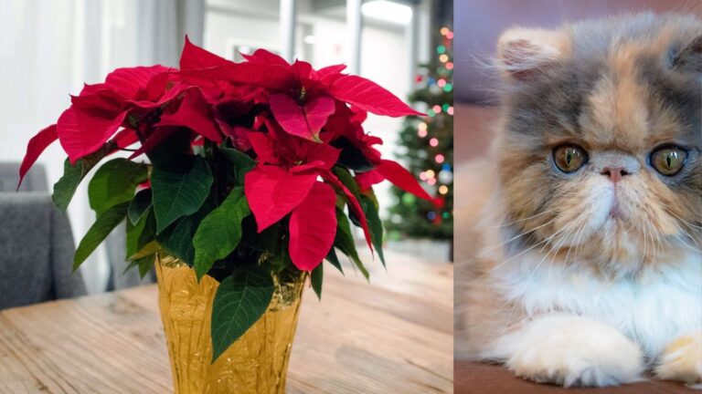Are Poinsettias Poisonous to Cats?