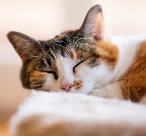 Male Calico Cat Rarity: Unique Personalities, Colors, And Care Tips