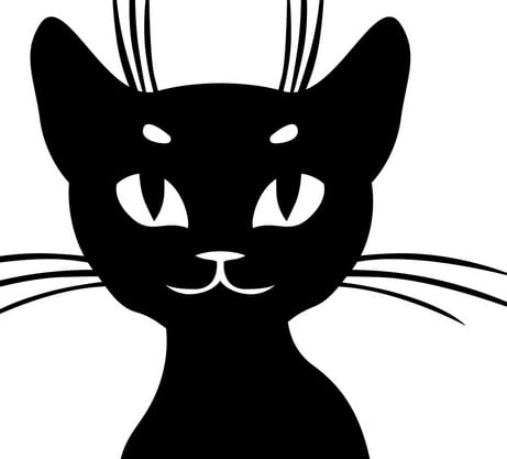 Black Calico Cat: 5 Best Question & Answer