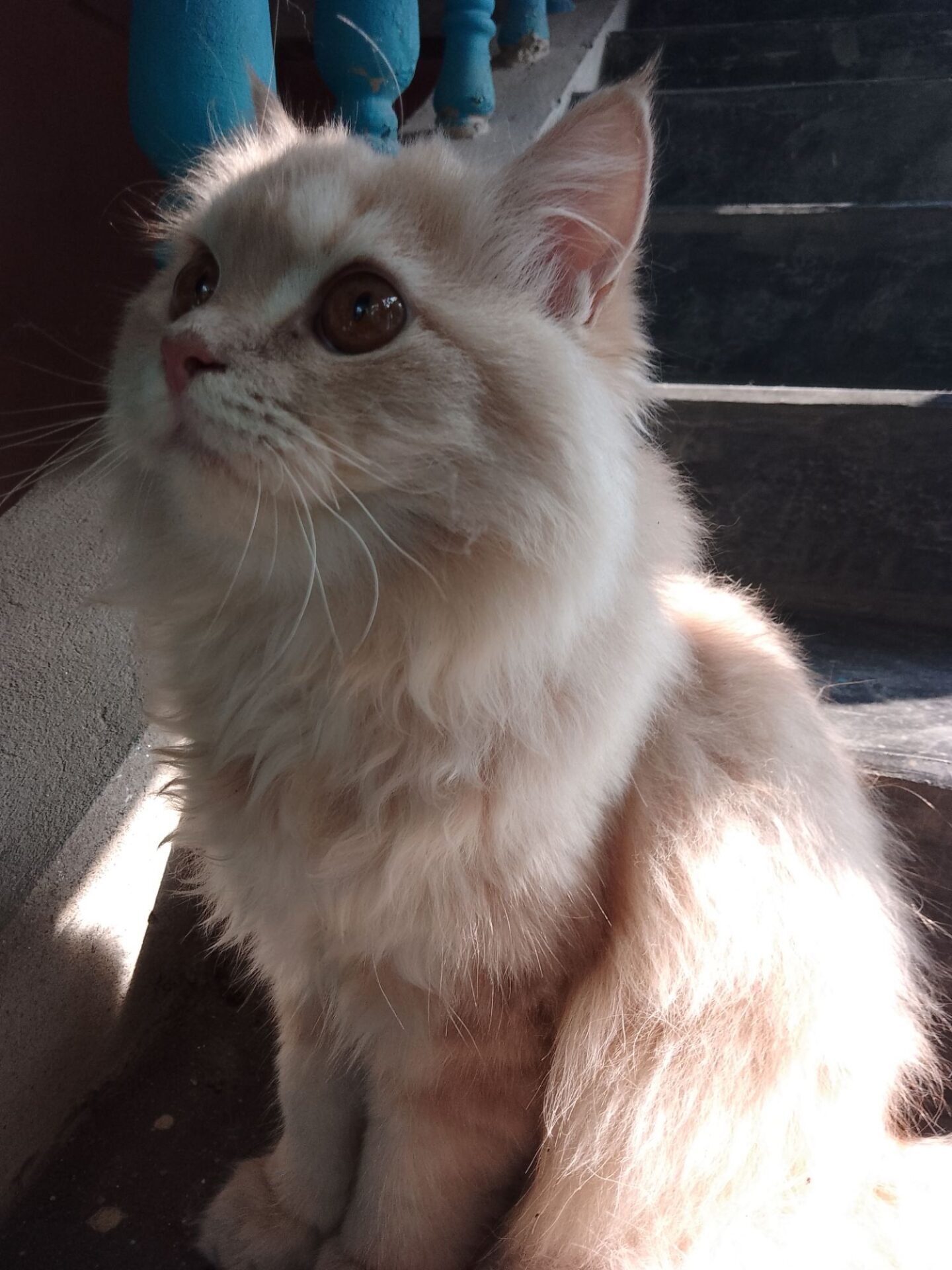 8 Facts You (Probably) Didn't Know About Calico Cats