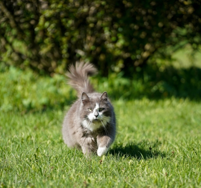 10 Amazing Norwegian Forest Cat Kitten Factor