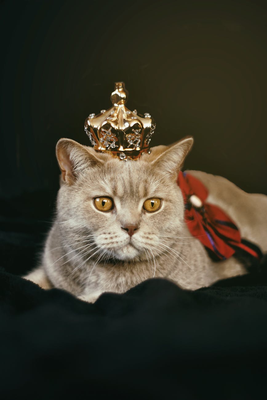 Best 10 Unique Male Cat Names Ideas For Your Feline Friend