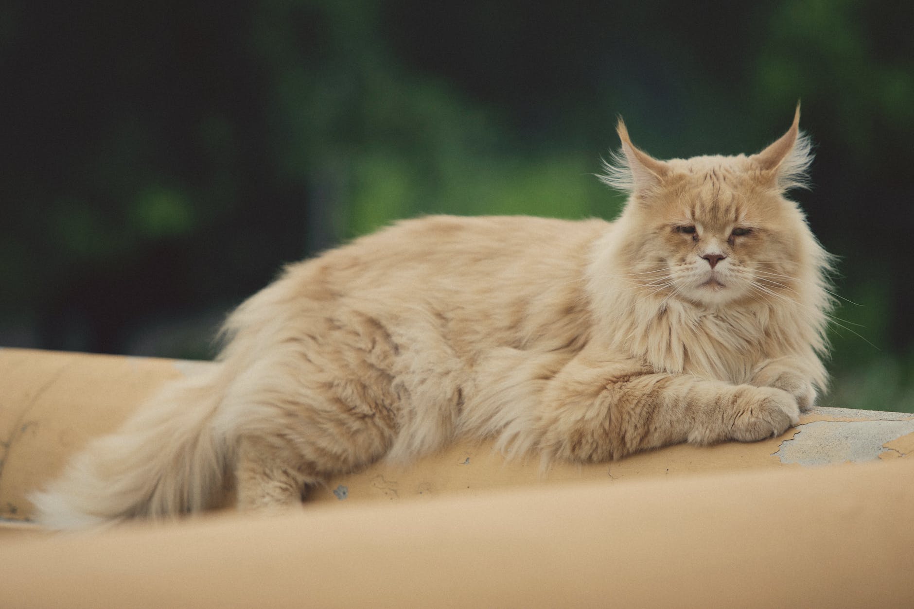 Maine Coon Kittens for sale