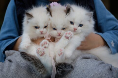 Calico Kittens for Sale in New York (NYC)