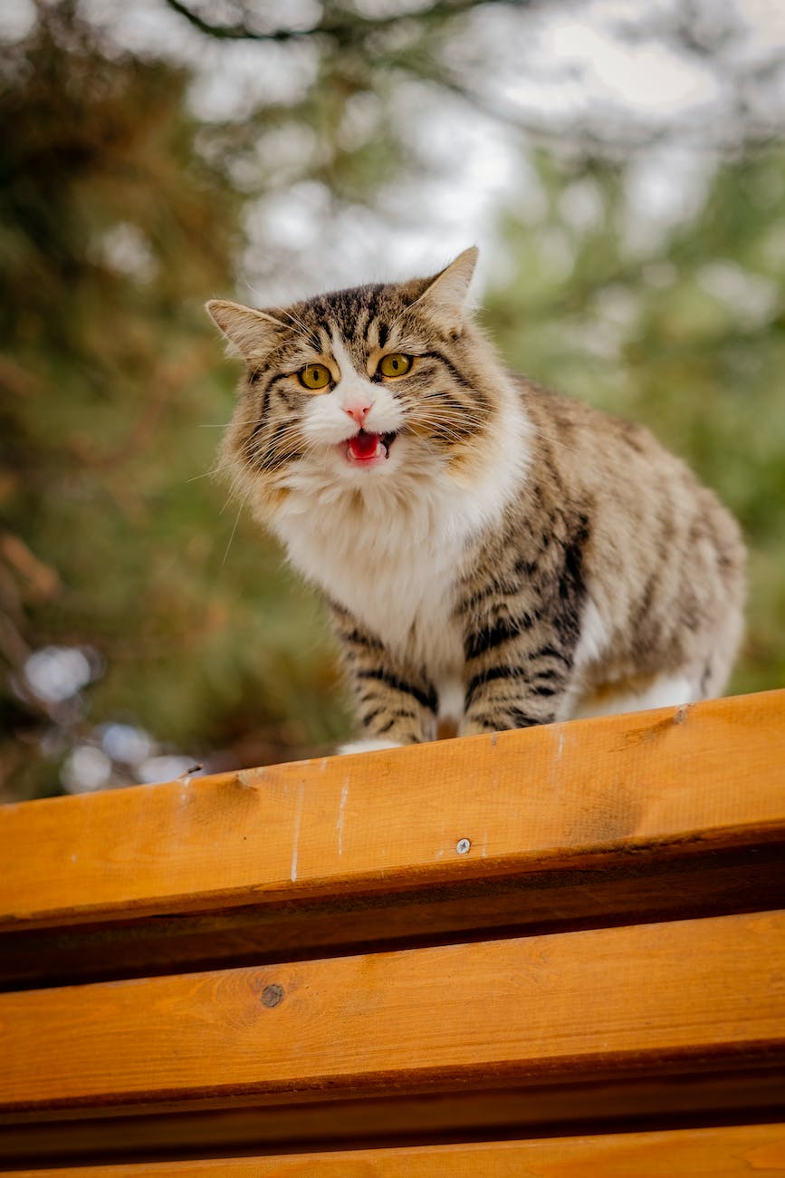 meowing fluffy cat standing on a wooden platform