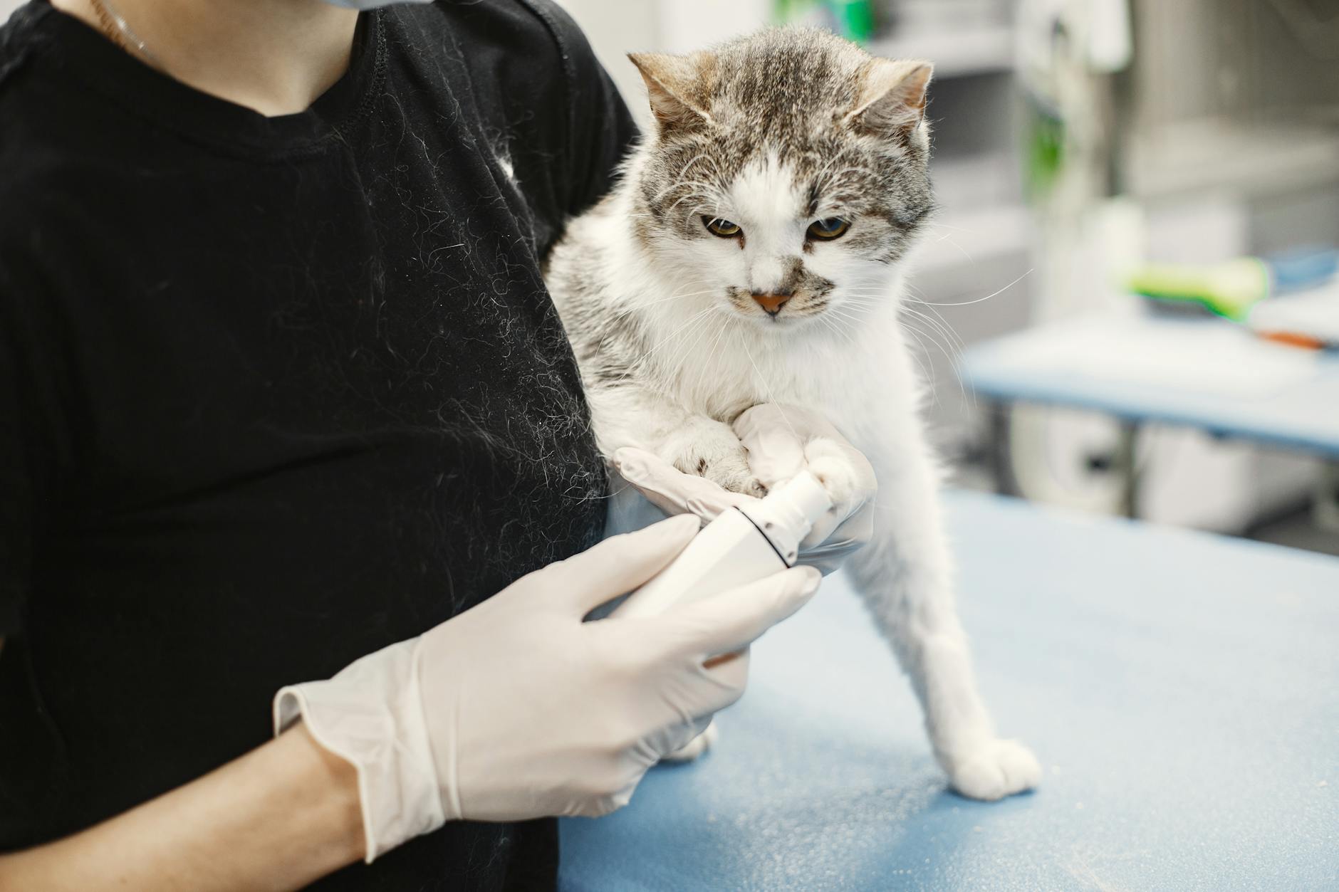 Male Cat Spraying