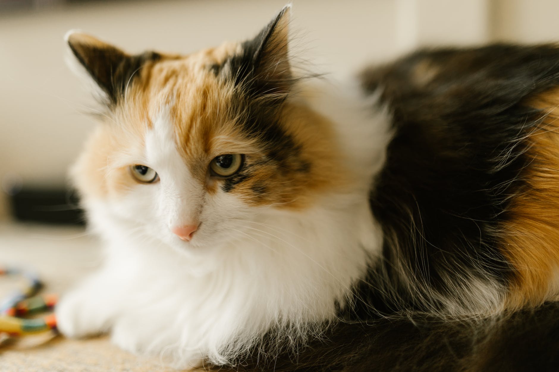 Are Male Calico Cats Sterile