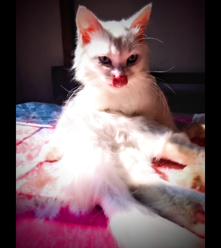 Grumpy Cat Breed: What Breed is Grumpy Cat