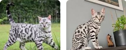 Silver Bengal Cat Everything You Need To Know
