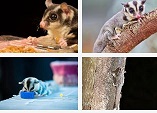 Small Exotic Animals for Pets