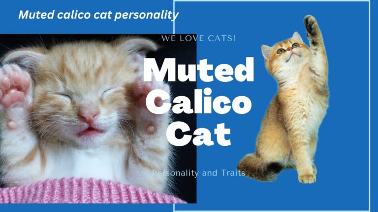 Muted Calico Cat: Breeds, Personality & Traits
