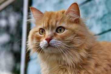 Tabby Persian Cat