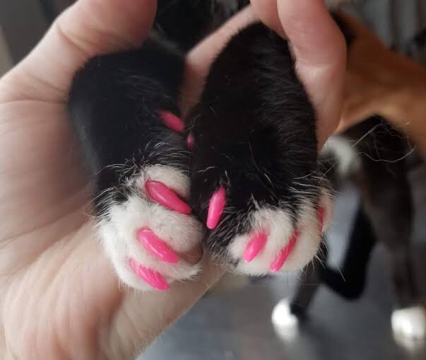 Are Cat Nail Caps Safe? 3 Tips For Responsible Cat Owners