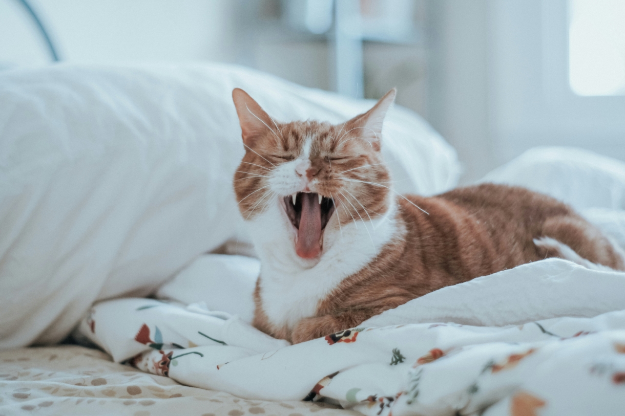 Tricolor Male Cat