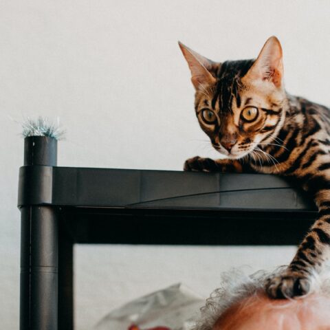 bengal cat holding a paw on a mans head
