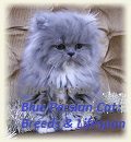 Blue Persian Cat: Top 3 Breeds & Lifespan